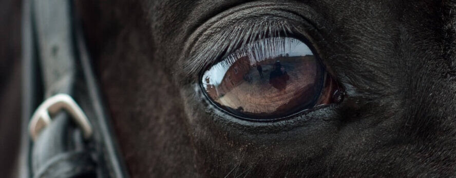 Estampida tras fuegos artificiales en un rodeo: al menos seis heridos