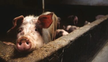 Si Quieres Salvar Vidas, Conoce Por Qué la Decisión de la Propuesta 12 No Es Suficiente para los Animales