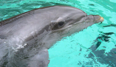 PETA se abalanza al rescate del Delfín