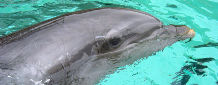 Exige a las autoridades la creación de un santuario para delfines en Quintana Roo