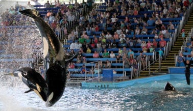 Lo que esta veterinaria vio en el SeaWorld de San Antonio te atormentará