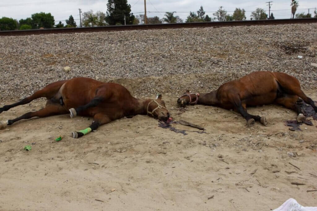 Dead horses found in San Gabriel Valley