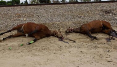 IMÁGENES FUERTES: Caballos Asesinados y Tirados en Sendero Para Bicicletas en Los Ángeles