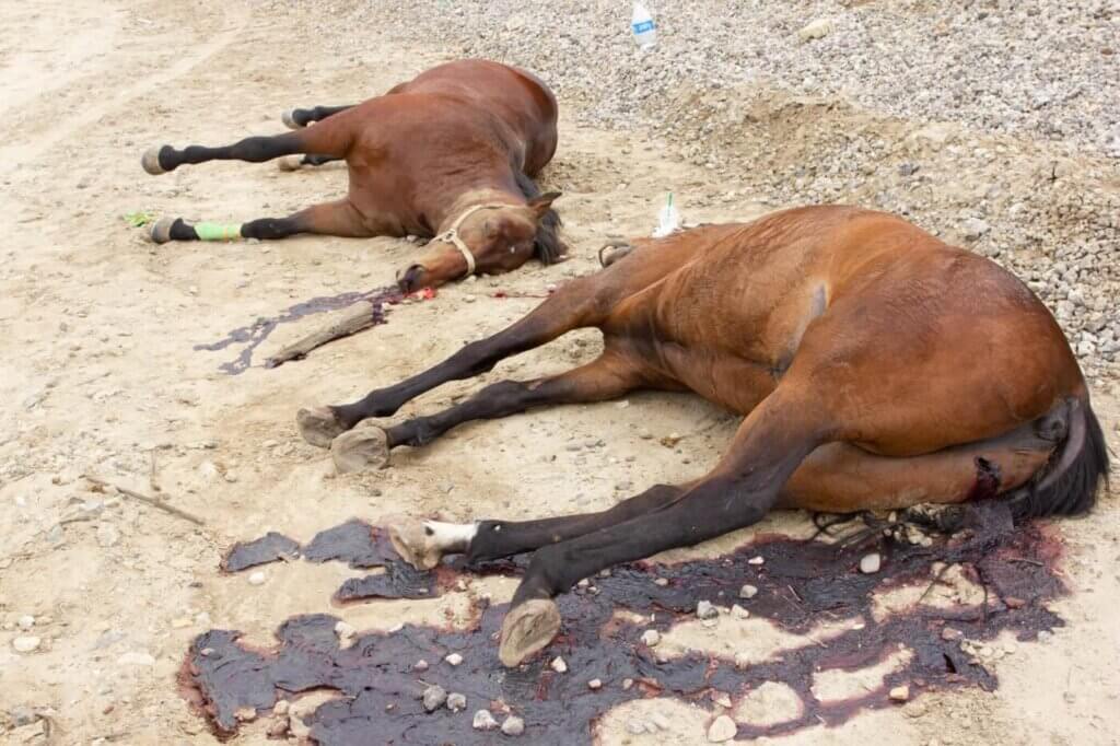 Dead horses found on bike trail