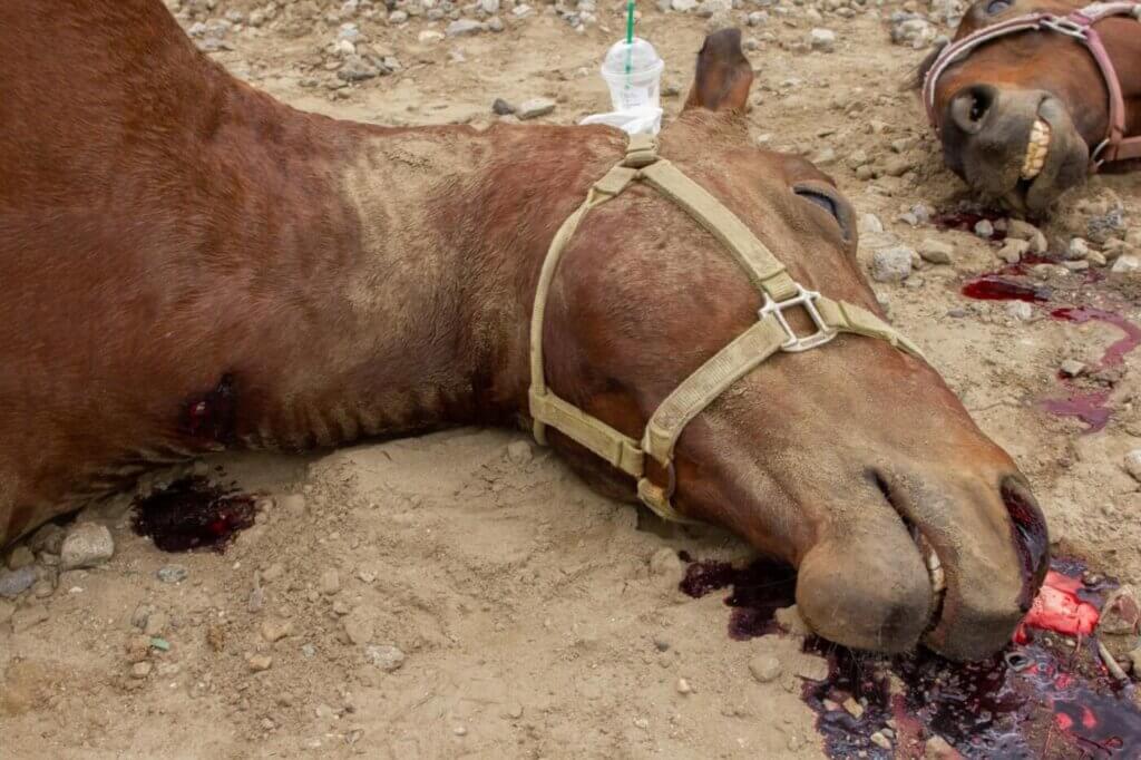 Dead horses found on bike trail