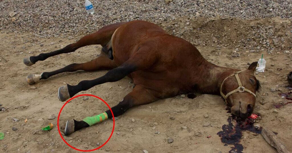 Leg wrap on dead horse found on bike trail