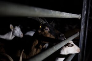 cabras asustadas