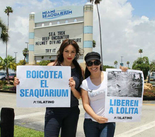 seaquarium-protest-free-lolita