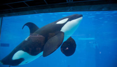 Kohana es la Tercera Orca que Muere en Loro Parque, España en 18 Meses