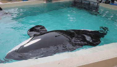 ¡Pide a las Compañías Que Rompan Lazos con SeaWorld!