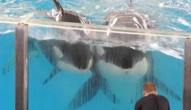 Exige a Build-A-Bear que reconsidere su cruel alianza con SeaWorld