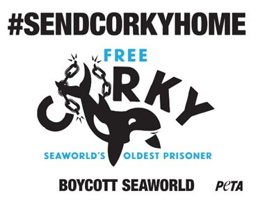 #send corky home
Free Corky
SeaWorld's oldest prisoner
Boycott SeaWorld