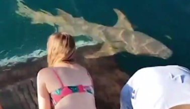 VIDEO: Mujer aprende a la fuerza: no alimentes tiburones con la mano