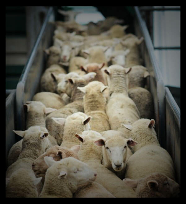 sheep-loaded-onto-boat