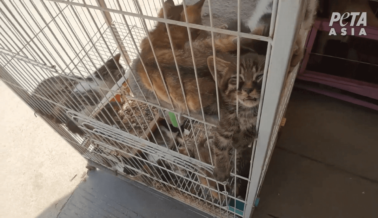 Este Gatito en un Mercado de ‘Mascotas’ en China Apenas Puede Abrir los Ojos