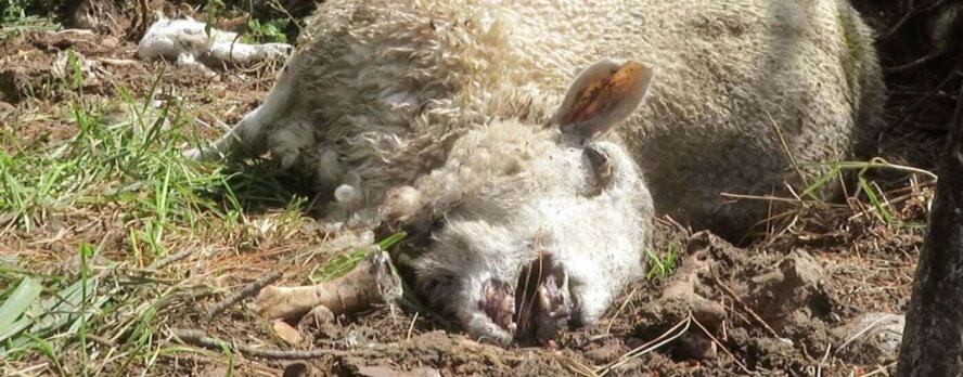 Las 10 principales alertas de acción de PETA Latino de este mes