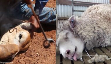 Pídele a Alo que deje de vender cuero, lana y cachemira