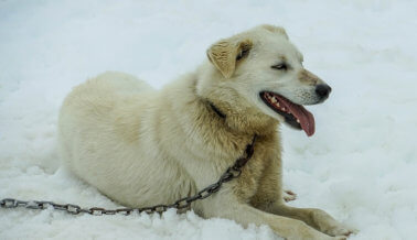 Perros moribundos, encadenados y enfermos en el criadero de Iditarod Champ