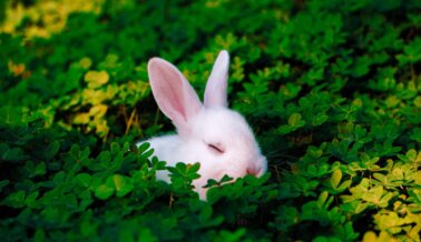 Celebra el Progreso de PETA para los Conejos en Laboratorios este “Año del Conejo”