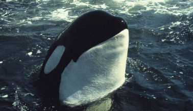 La captura en la vida real de las orcas del SeaWorld y el Miami Seaquarium