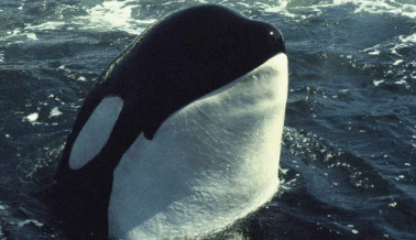 ¡Insta a SeaWorld a Que Envíe a Las Orcas a Santuarios Marinos!