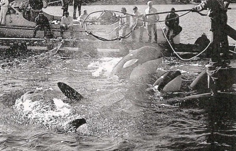 orca capture