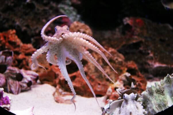 small-octopus-in-aquarium
