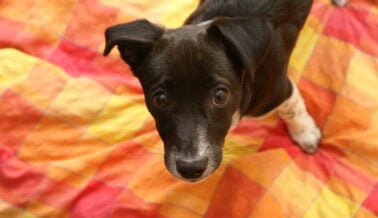 Mantén seguro a tu perro mientras está solo en casa