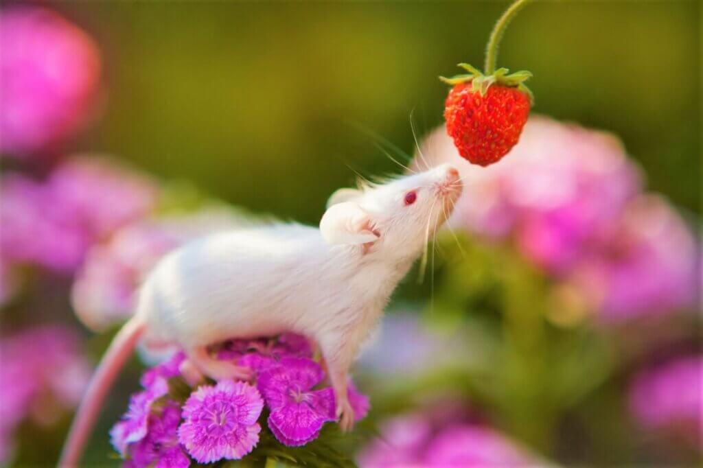 Small White Mouse On Flower
