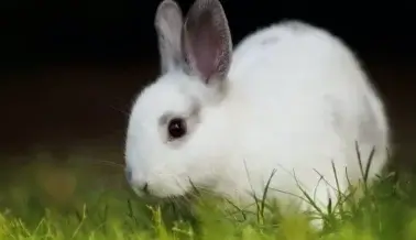 Han Matado Cerca de 12 000 Animales en Laboratorios de la Universidad de Michigan