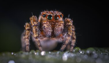 Impresionantes Arácnidos: Datos Sobre Las Arañas Que Te Fascinarán