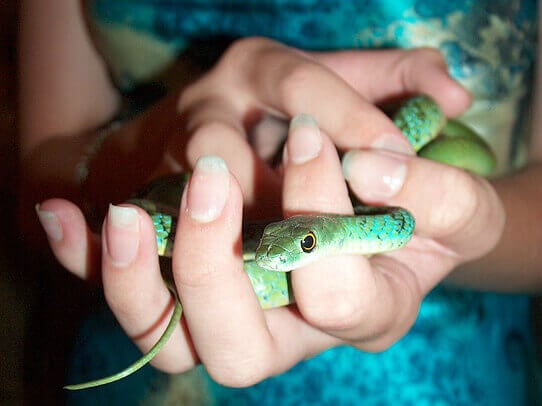 serpiente en mano