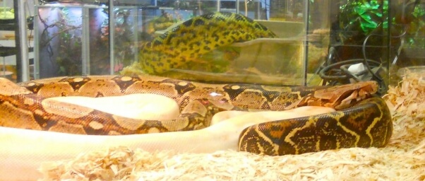 snake-in-pet-store-2
