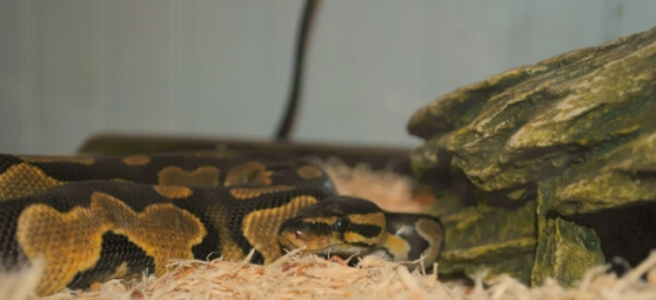snake-in-pet-store-