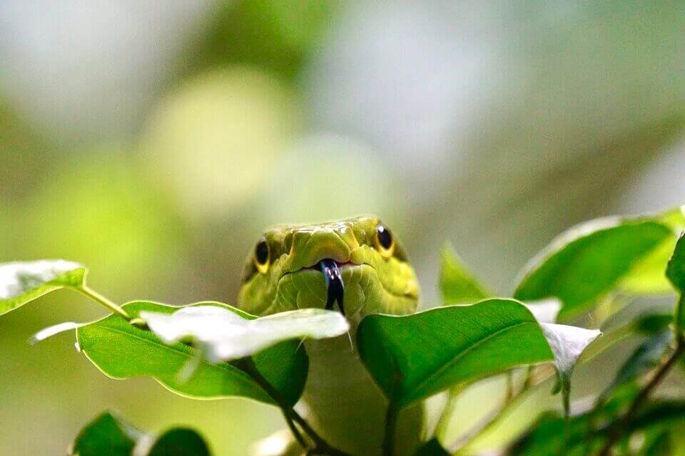 serpiente en la naturaleza