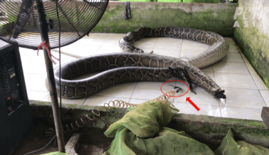 PETA Asia Expone el Abuso Espantoso e Impactante en el Comercio Internacional de Piel de Serpiente PETA Asia Expone el Abuso Espantoso e Impactante en el Comercio Internacional de Piel de Serpiente