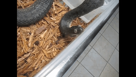 serpiente en contenedor sucio