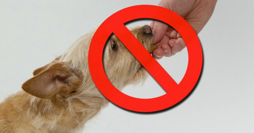 7 Alimentos sorprendentes que NUNCA les debes dar a perros o gatos