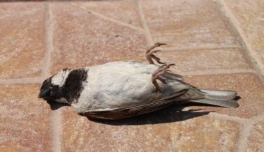 Cómo Evitar que los Pájaros Choquen con las Ventanas: Trucos Simples para Salvar Vidas