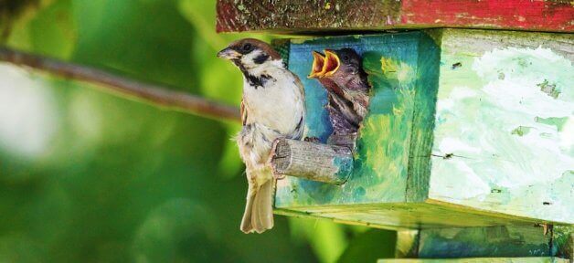 golondrina casita de pajaro