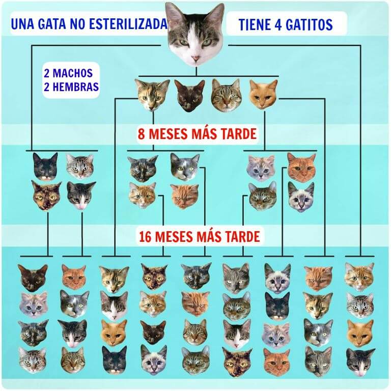 moderadamente Oxidado Eslovenia La única solución a la eutanasia de perros y gatos - Entradas - PETA Latino moderadamente Oxidado Eslovenia La única solución a la eutanasia de perros y gatos - Entradas - PETA Latino