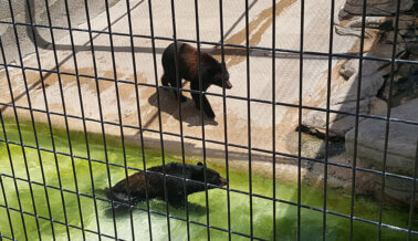 PETA le Pide a la Ciudad de Roswell que Cierre Spring River Zoo Tras Historial de Problemas Graves