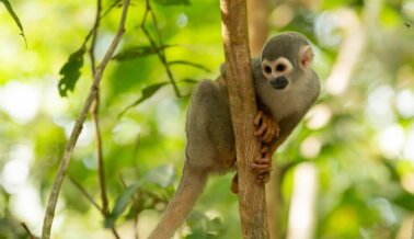 Multan a maltratadores colombianos de monos. La Ley CARGO evitaría que este abuso animal se repita