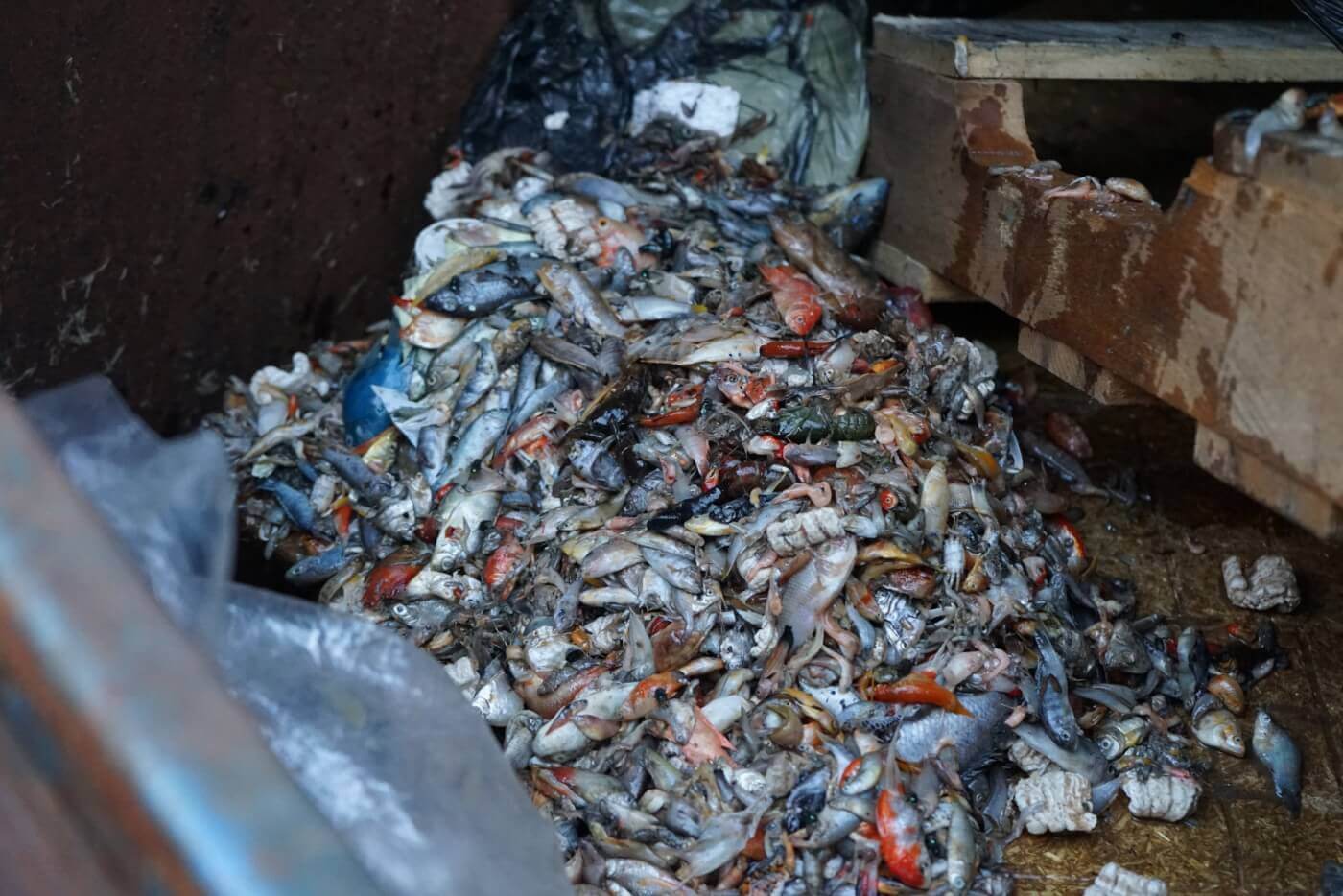 Proveedor de PetSmart/Petco tira animales muertos como si fueran basura PETA Latino