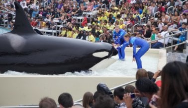 No hay nada que celebrar: es el mismo negocio de siempre en SeaWorld