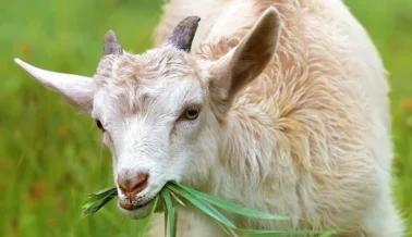 ¡Victoria para las cabras! The North Face, Vans y otros abandonan la cachemira y aumentan la compasión