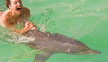 Delfín que luchó contra el cáncer todavía es obligado a entretener turistas