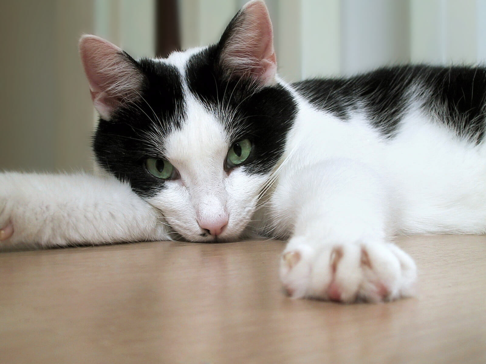 Lazy cat stretches out their paws