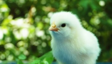 10 razones para no comer pollo