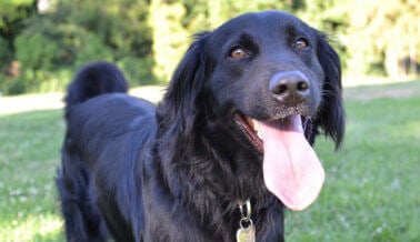 ¡Victoria! Ley Histórica Protege a Perros y Gatos sin Hogar de Laboratorios